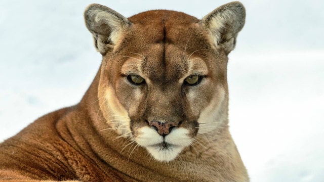 Cougar attacks mountain bikers, killing one