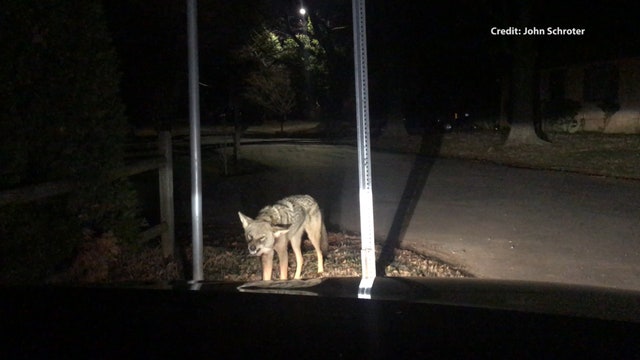 VIDEO: Rabid coyote growls, attacks car in Huntersville