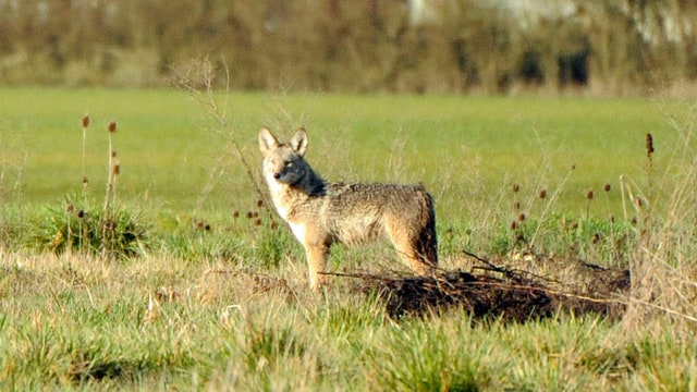 Coyotes surround dog walker in New Jersey town