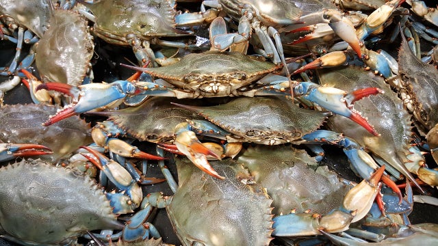 Crab concerns: Maryland seafood trade workforce nearly halved by Trump visa lottery