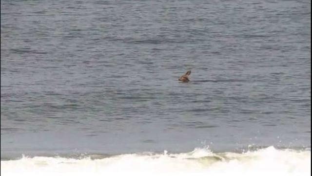 Deer spotted swimming at Seacliff State Beach