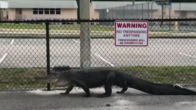 Large alligator spotted near Florida middle school
