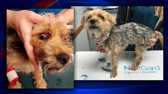 Sheriff: Dog recovering after being choked to point of unconsciousness