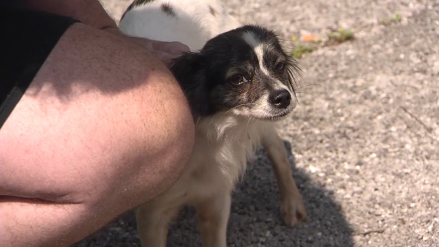 Struggling dog pulled to safety from Florida lake