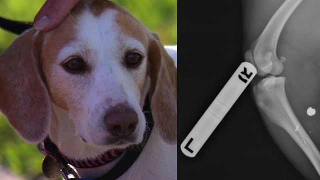 Woman seeks answers after she says someone shot her dog