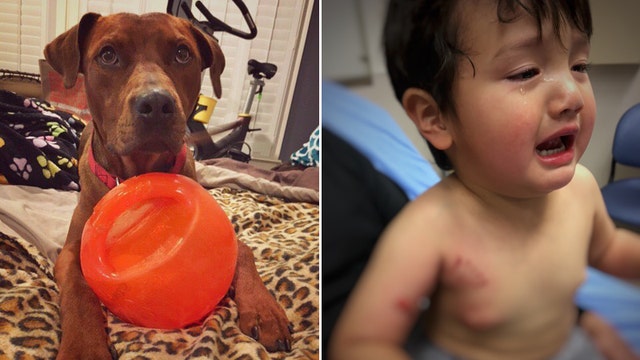 Dog that attacked North Texas toddler at adoption event to be put down