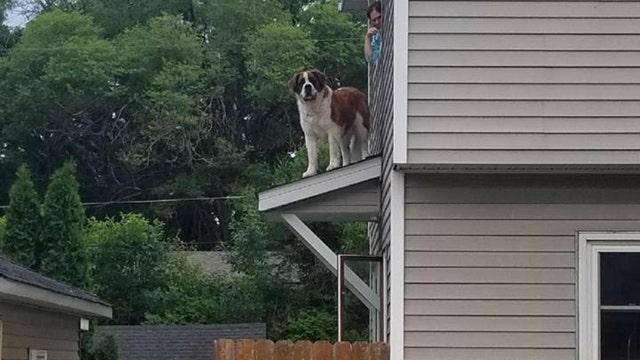 Firefighters rescue Saint Bernard stranded on roof