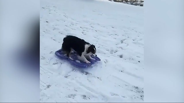 Adorable dog sleds over and over in snow