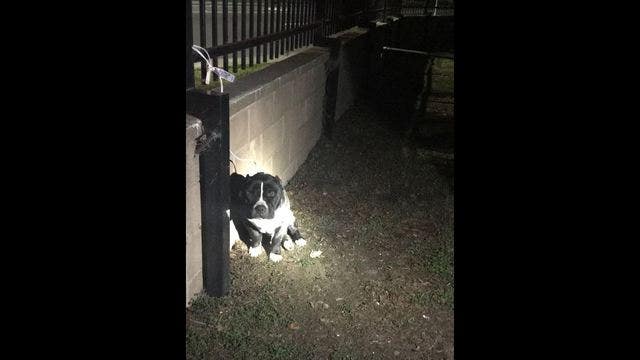 Dog found tied to Vallejo cemetery fence with short electric cord