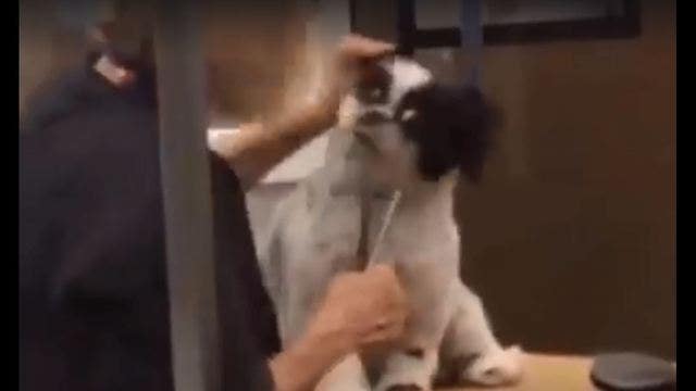 PetSmart fires groomer caught on video abusing dog