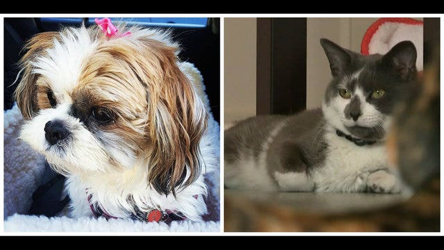 Dogs Vs. Cats: Scientists reveal which species is smarter