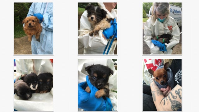 276 dogs found in New Jersey home