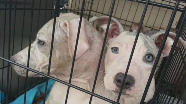 Ads target Morristown Medical Center use of live dogs