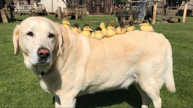 Dog named 'Fred' adopts orphaned ducks at castle in England