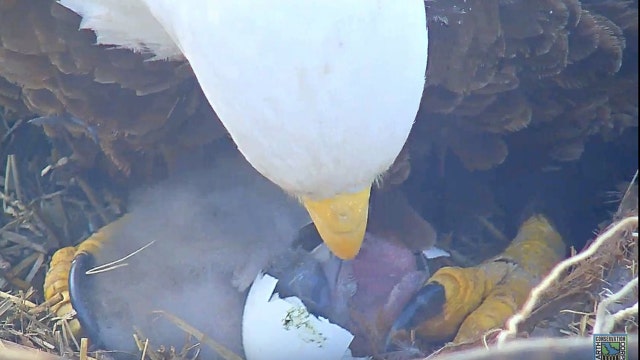 Second eaglet egg laid by Liberty and Justice hatches