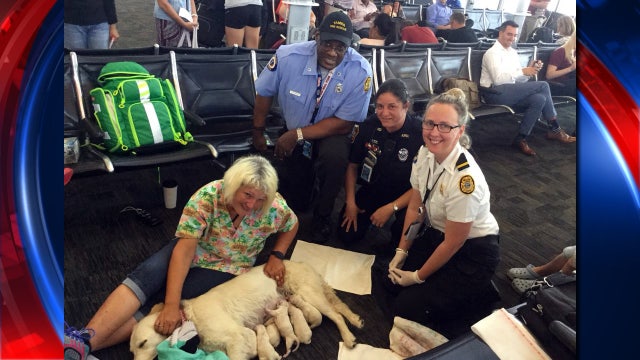 Unexpected airport arrival: Dog gives birth at Tampa International