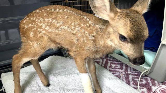 'Rescues' of fawns in Monterey County lead to deaths