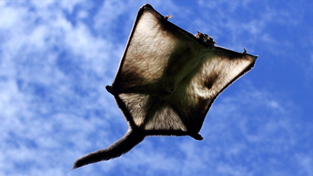 Woman arrested after leaving pet squirrel in hot car for hours
