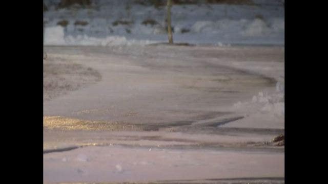 Dog chained outside home found frozen to death