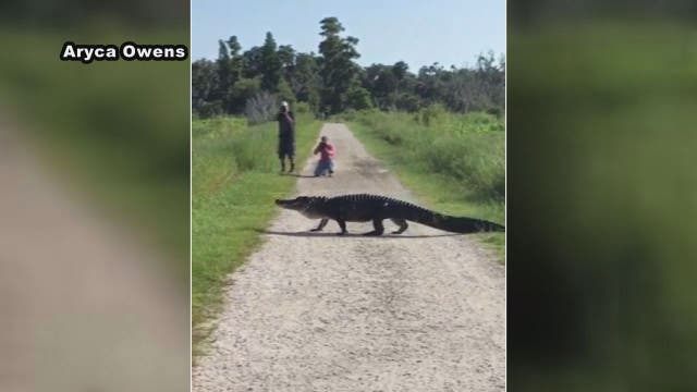 Giant gator turns heads in Lakeland