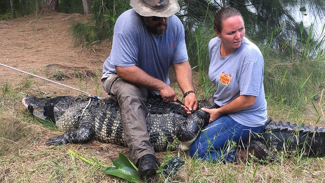 Body found after gator pulls woman into south Florida lake
