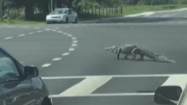 WATCH: Alligator crosses the road because Florida