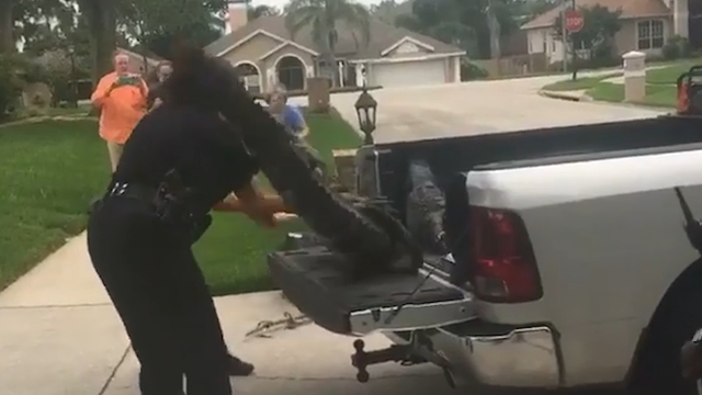 Alligator fights back, knocking down trapper