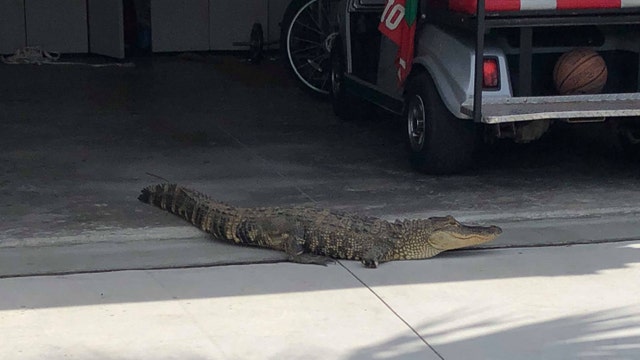 Alligator wanders into Sarasota homeowner's garage
