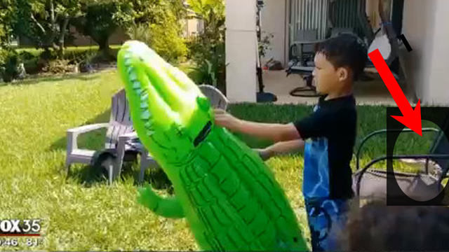 Gator lurks behind kids as they play in their yard