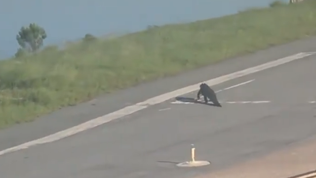 Gator spotted crossing Orlando International airport runway