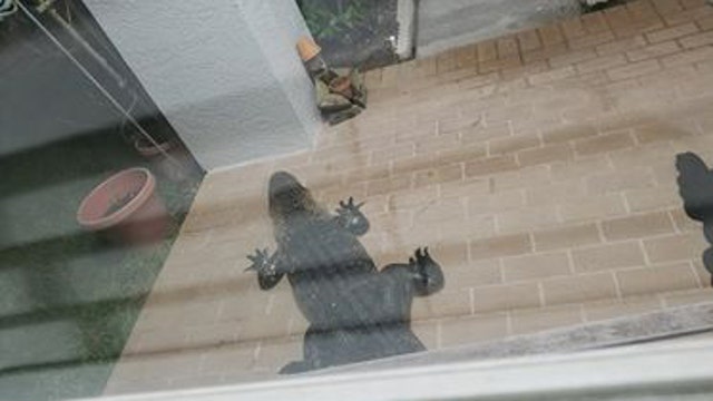 Knock knock! Gator at the door in Pasco County