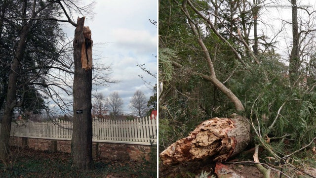 Tree planted by George Washington 227 years ago toppled at Mount Vernon