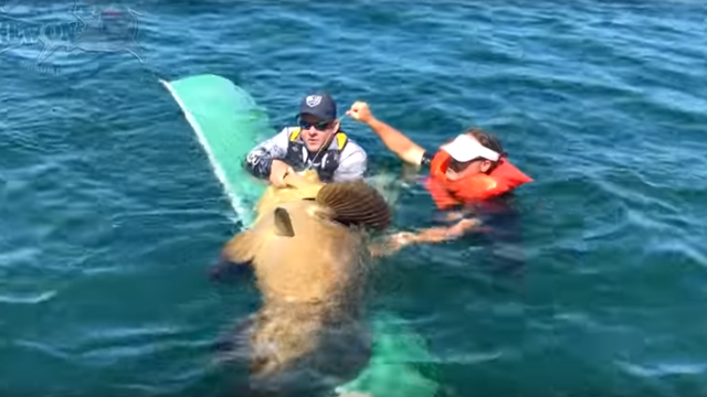Giant grouper capsizes boat
