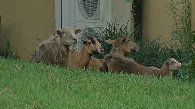 Escaped goats, sheep invade Florida neighborhood