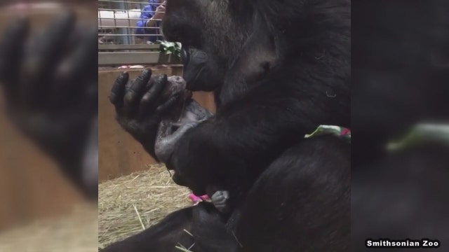 VIDEO: Gorilla mom snuggles her newborn baby at National Zoo