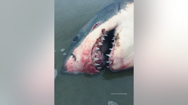 500-lb. great white shark washes up in Aptos