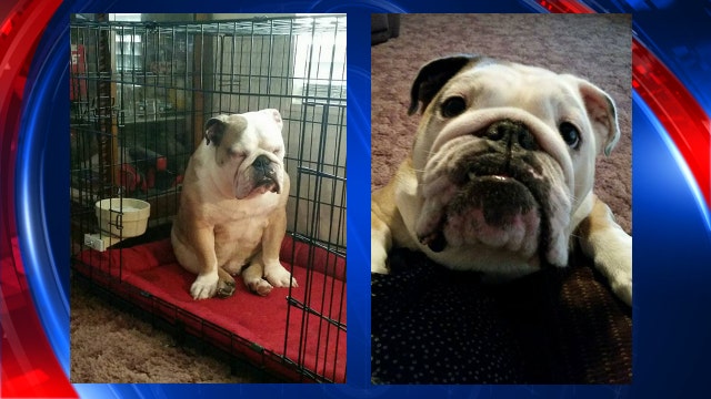 Dog, ashes of loved ones stolen from Gibsonton home