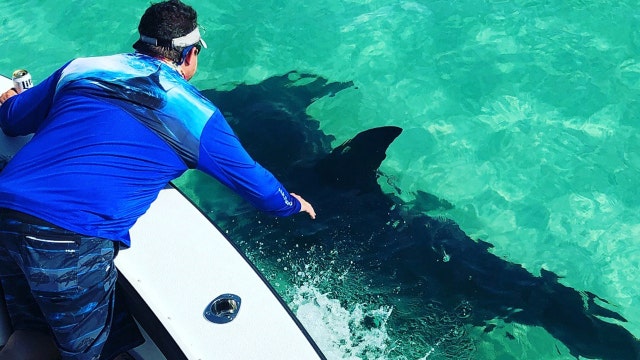 Hammerhead shark swims next to boat off Anna Maria Island