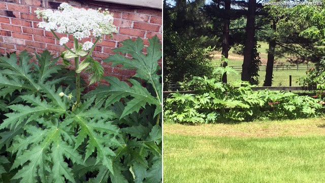 Dangerous giant hogweed found in Virginia; can cause blindness, severe burns