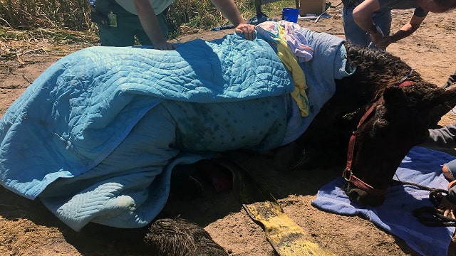 Large horse rescued after losing footing in pond