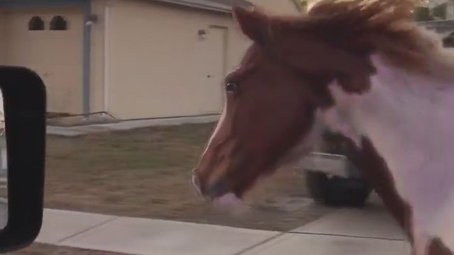 Horse seen running loose alongside U.S. 19