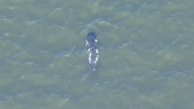 Whale spotted near Statue of Liberty, G.W. Bridge
