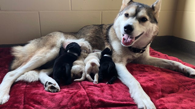 'Skeletal' Husky mix, newborn puppies recover at SPCA