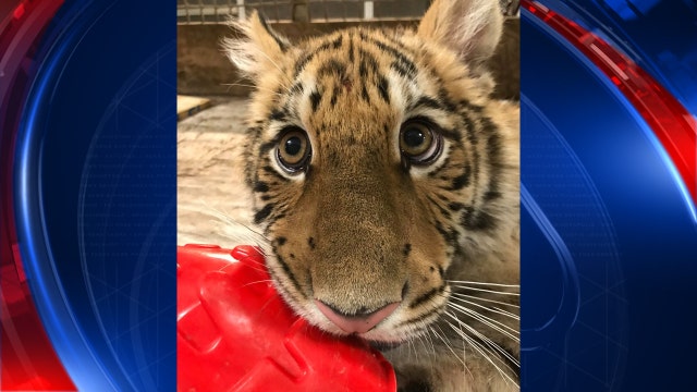 Tiger cub abandoned at Texas border gets new, permanent home