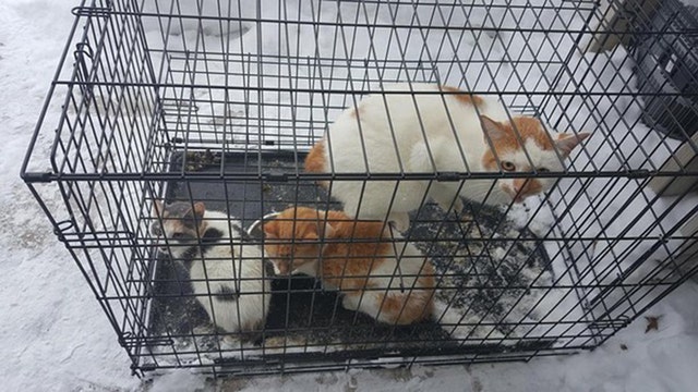Cats abandoned outside shelter in 4° temperature