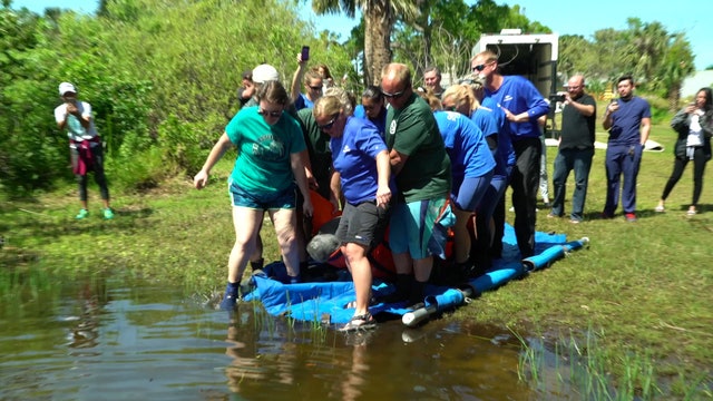 Second chance for 4 rescued manatees