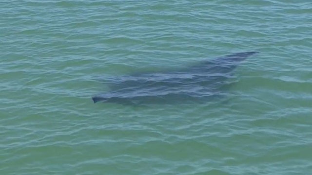 Manta ray swims off Shell Key, FL