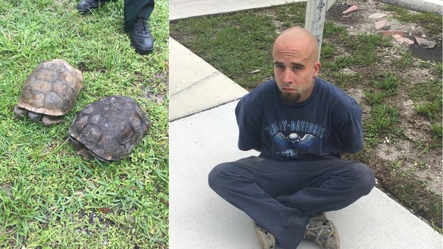 Man digging for tortoises says he planned to eat them