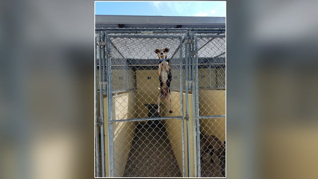 Adorable 'Max' can't contain his excitement for outside time