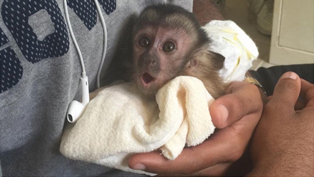 Dez Bryant apparently has a new pet monkey named Dallas